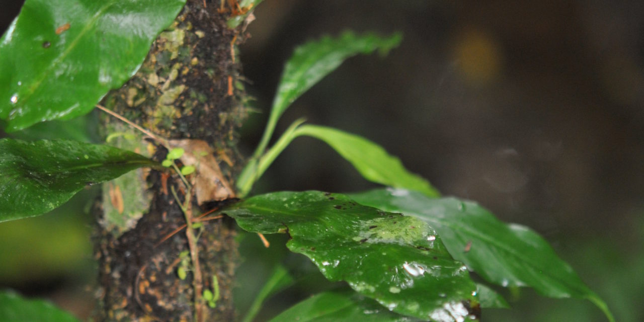 Anetium citrifolium