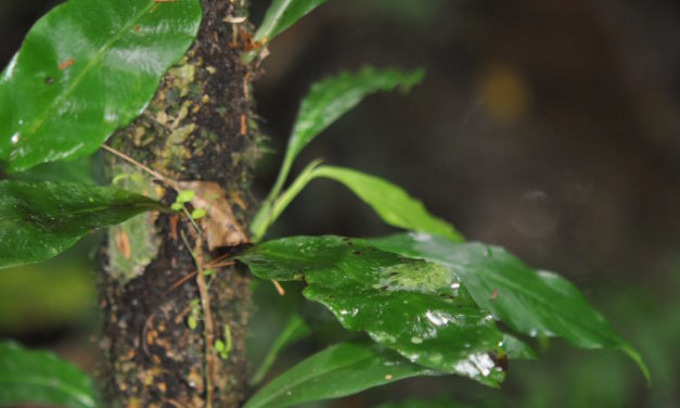 Anetium citrifolium