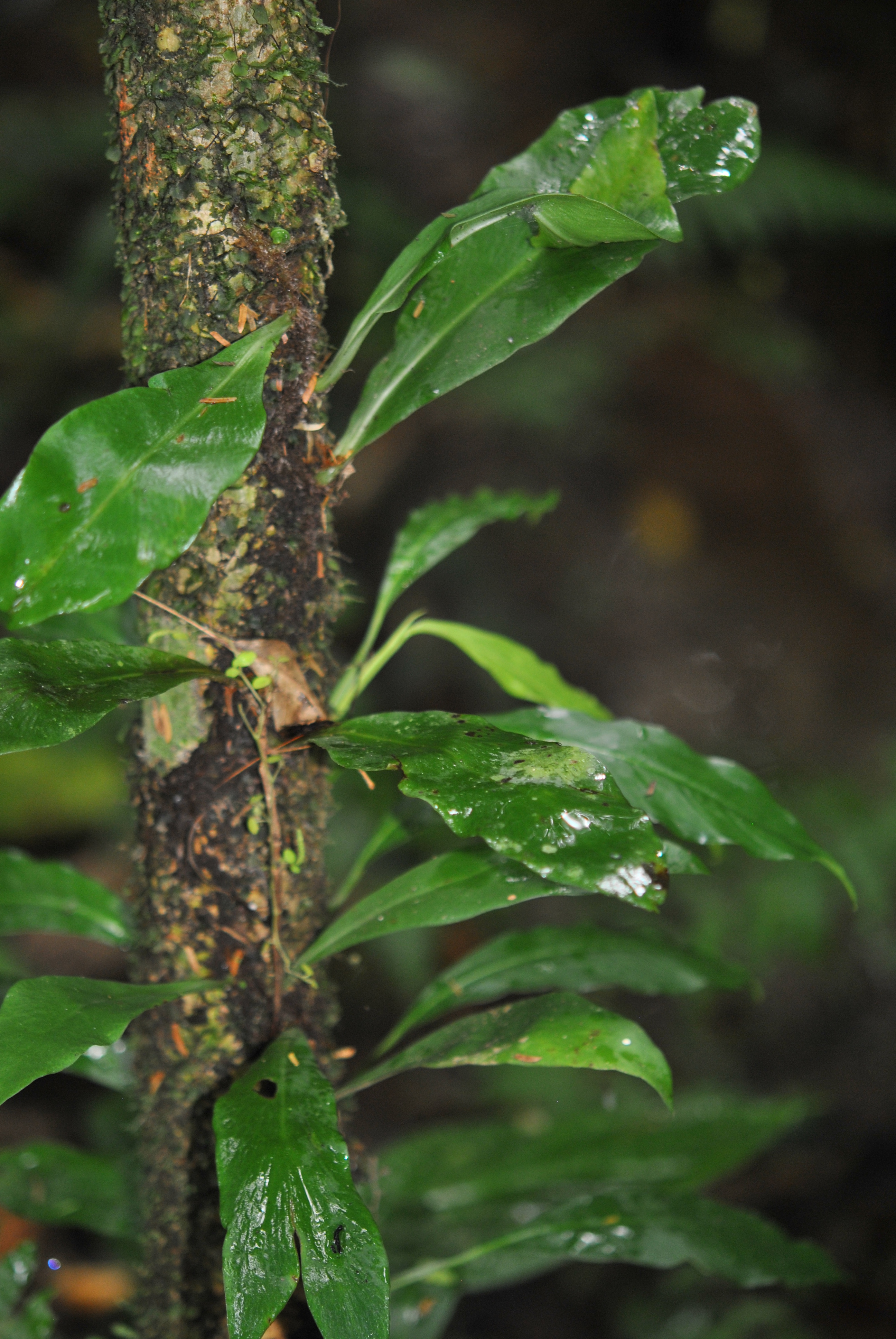 Anetium citrifolium