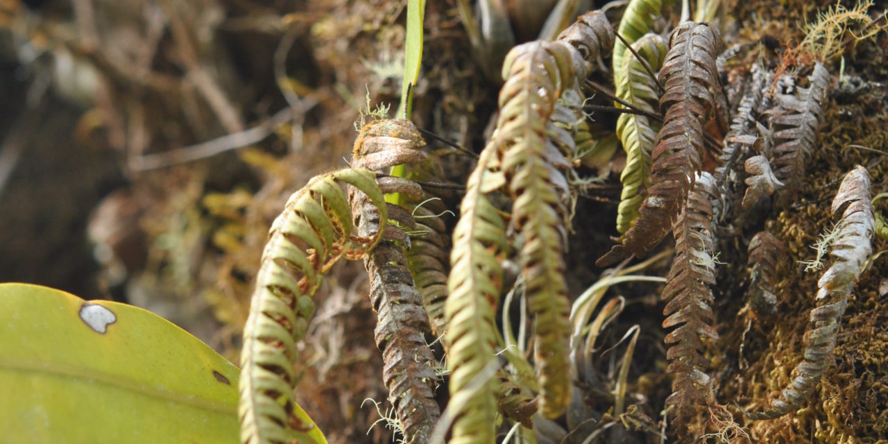 Ceradenia spixiana