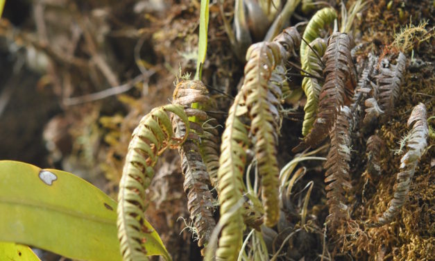 Ceradenia spixiana