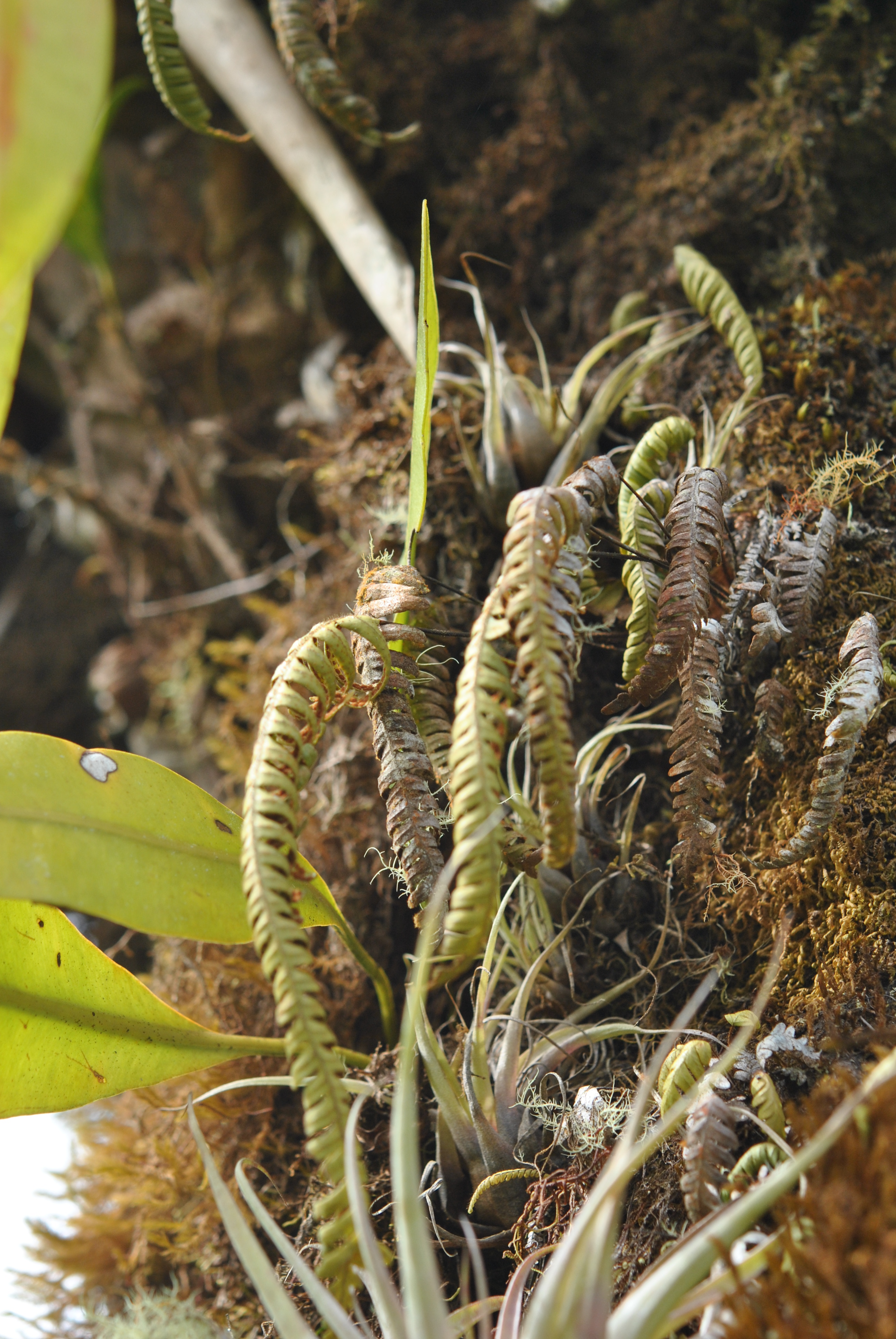 Ceradenia spixiana