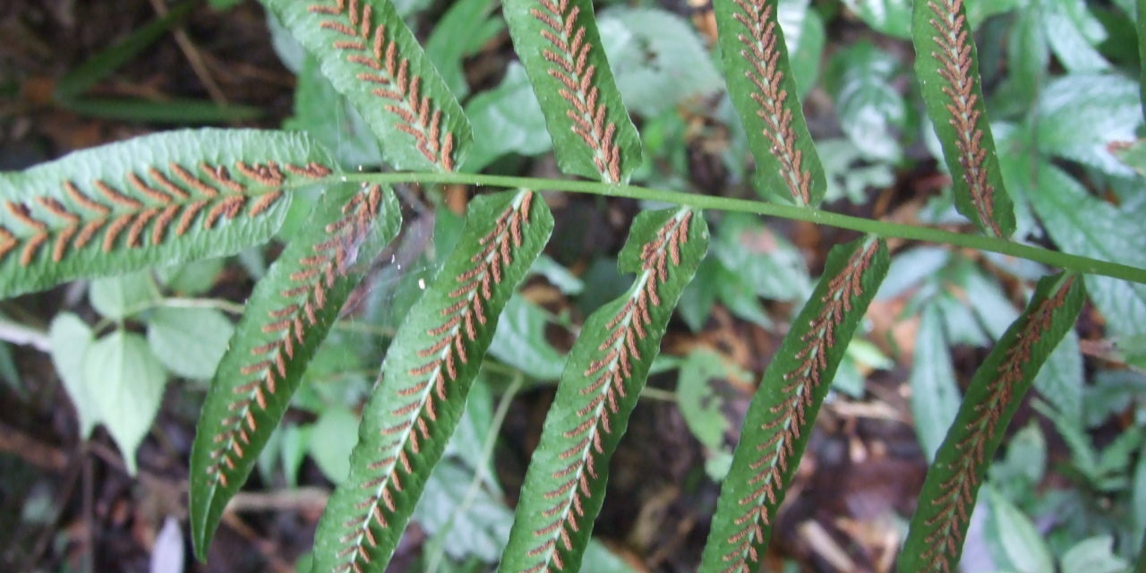 Diplaziopsis cavaleriana