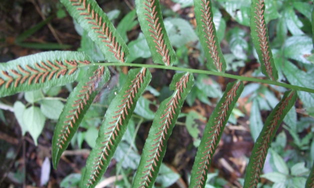 Diplaziopsis cavaleriana