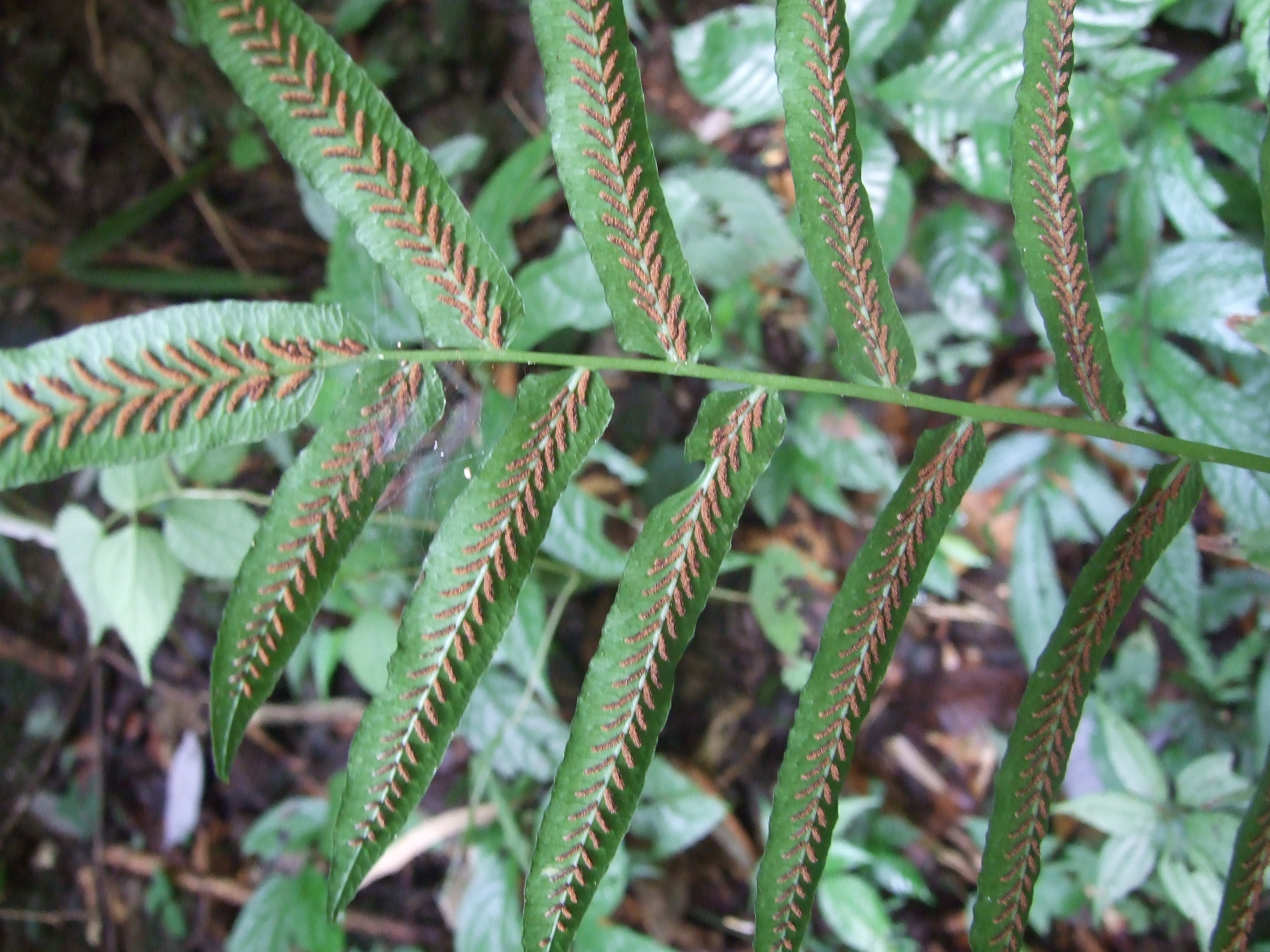 Diplaziopsis cavaleriana