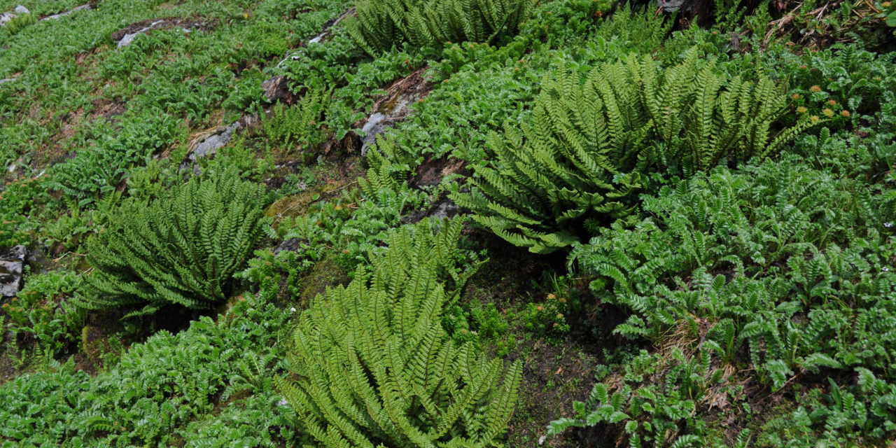 Athyrium wallichianum