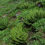 Athyrium wallichianum