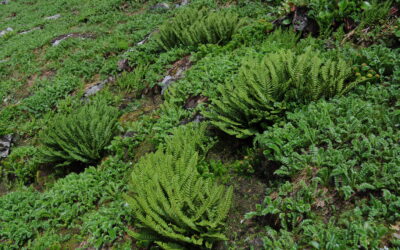 Athyrium wallichianum