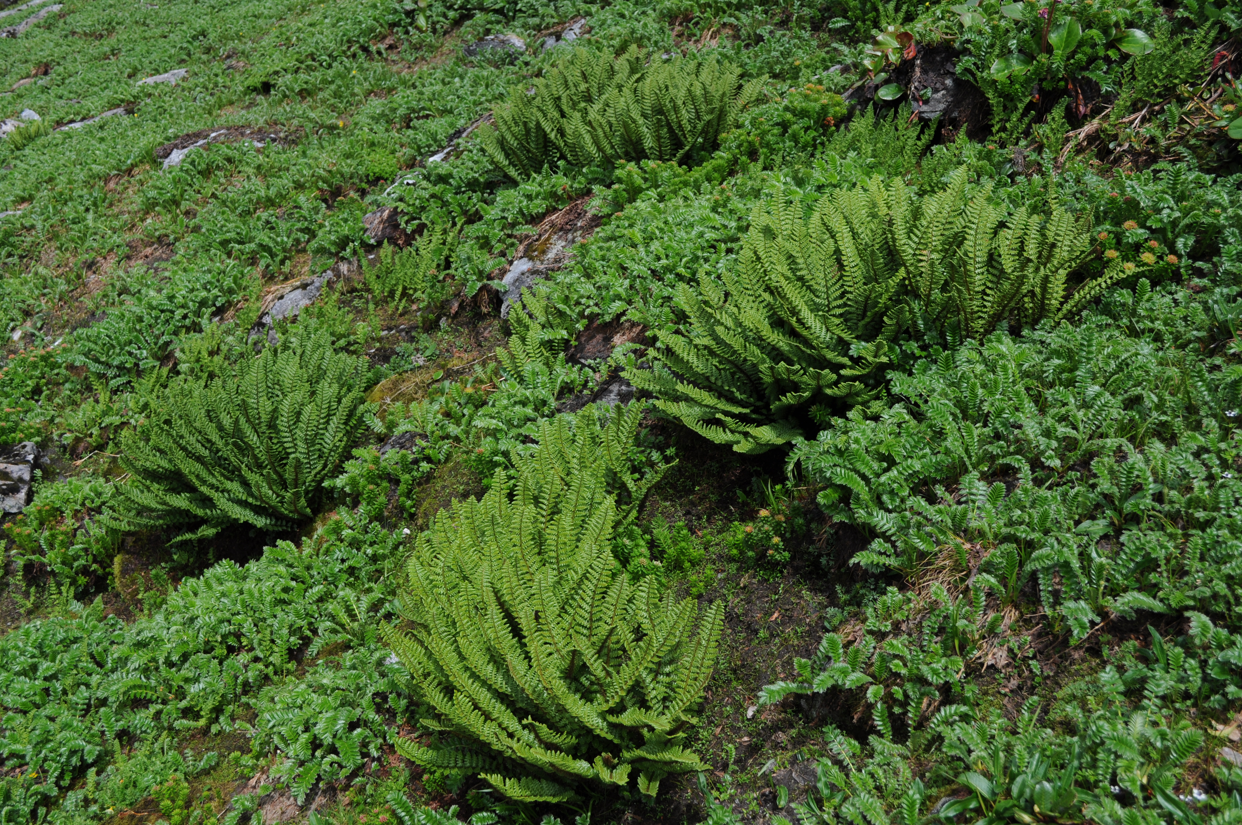 Athyrium wallichianum