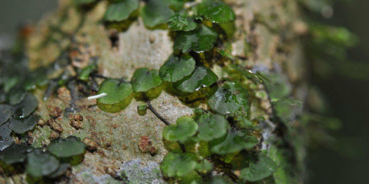 Didymoglossum ovale