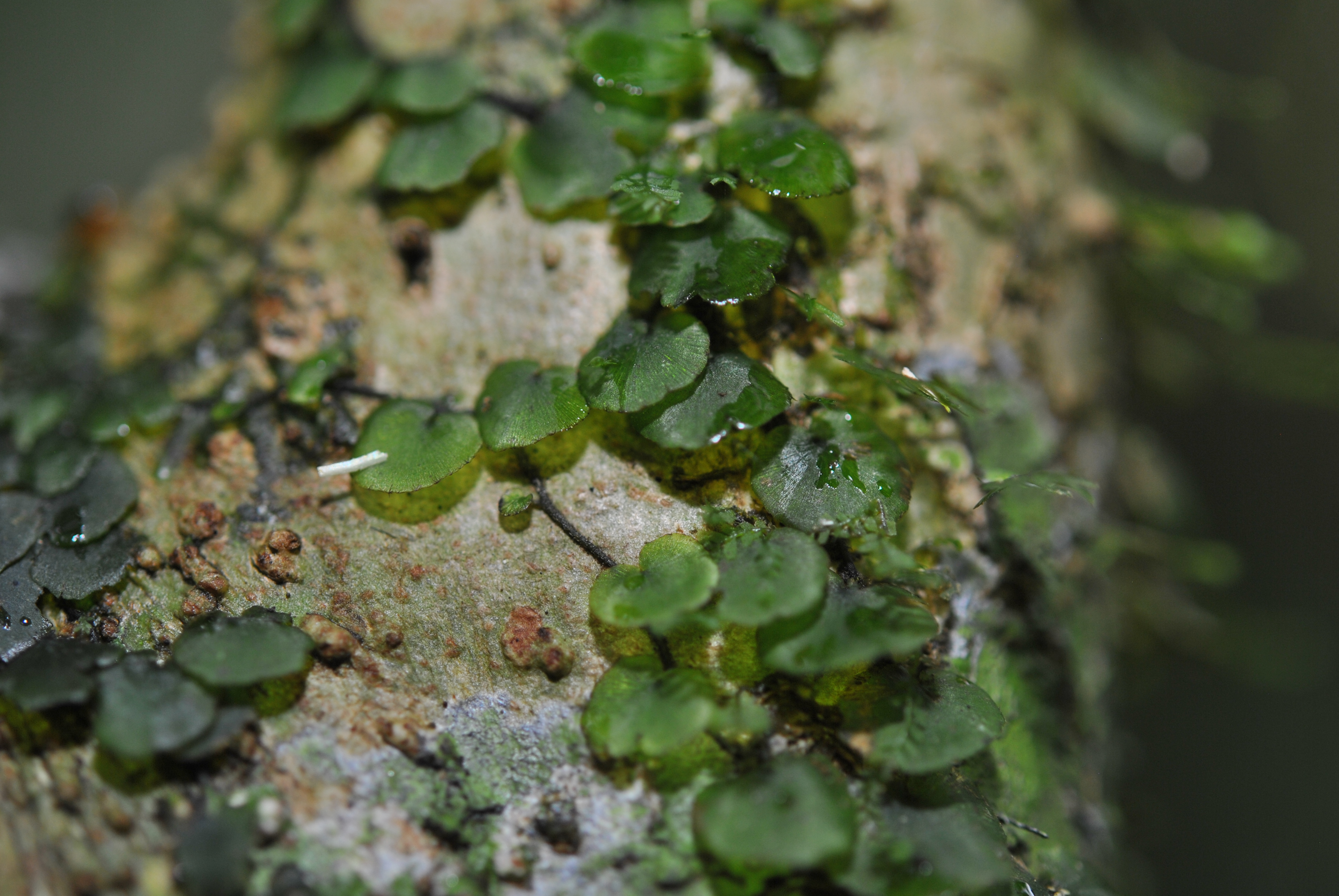 Didymoglossum ovale