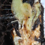Diplazium macrophyllum