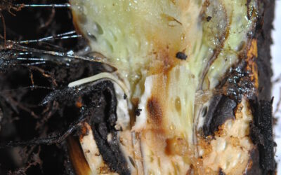 Diplazium macrophyllum