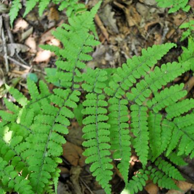 Diplazium squamigerum_2 (Diplazium squamigerum)