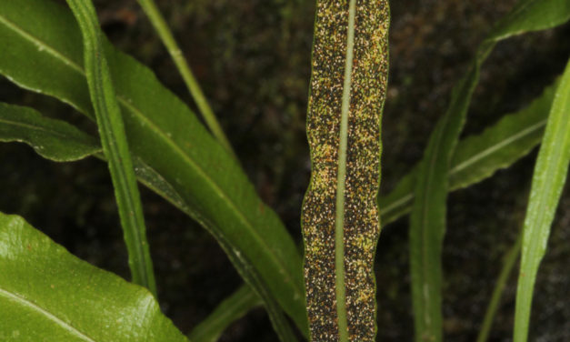 Elaphoglossum burchellii