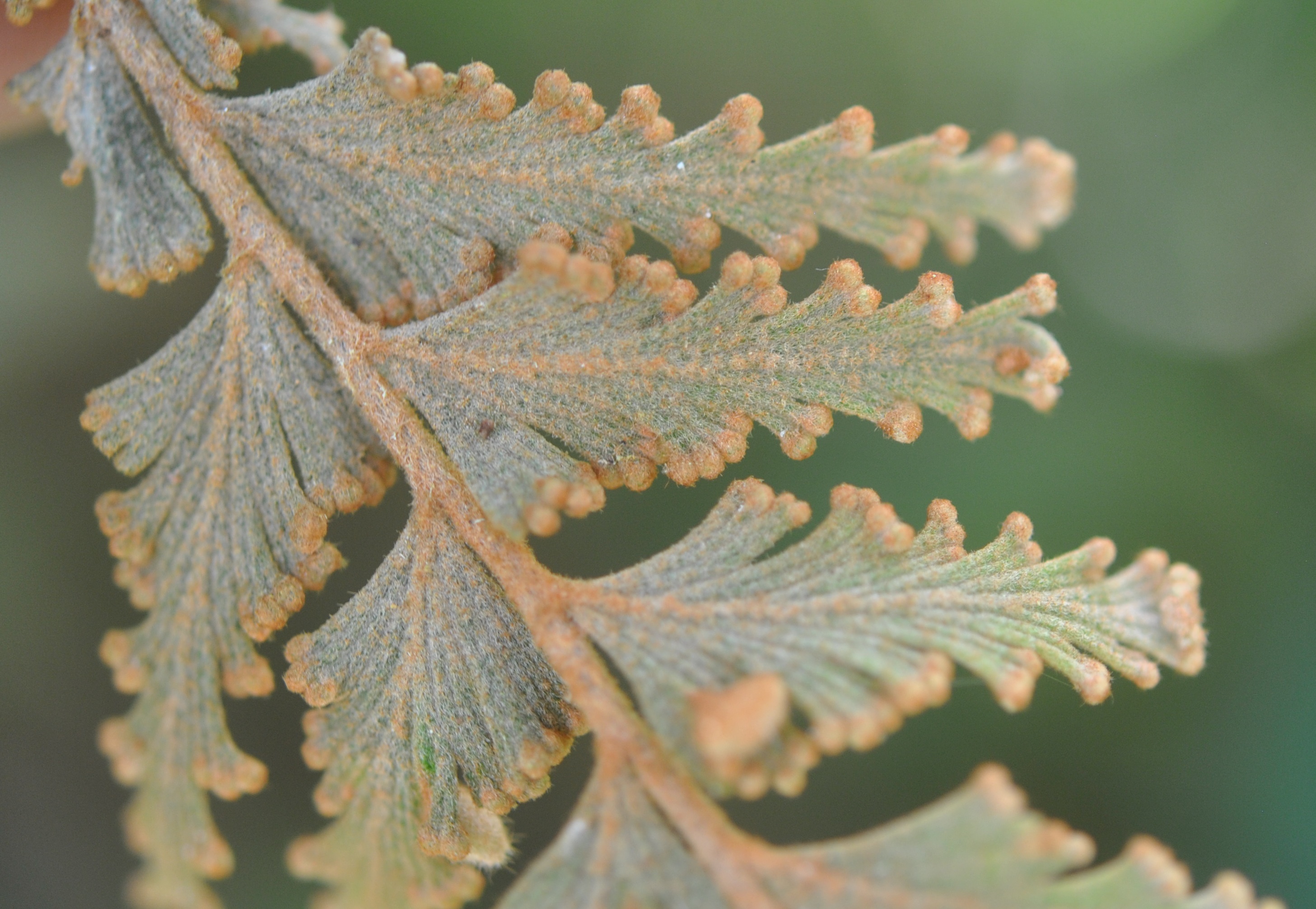 Hymenophyllum speciosum