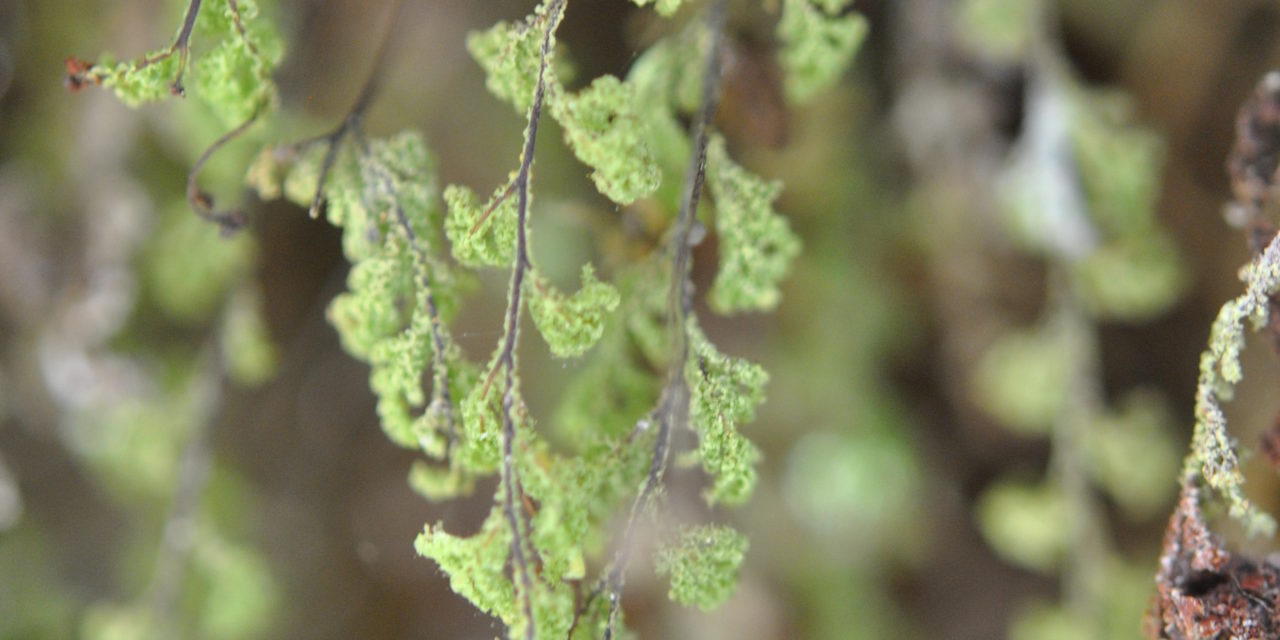 Hymenophyllum fendlerianum