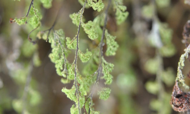 Hymenophyllum fendlerianum