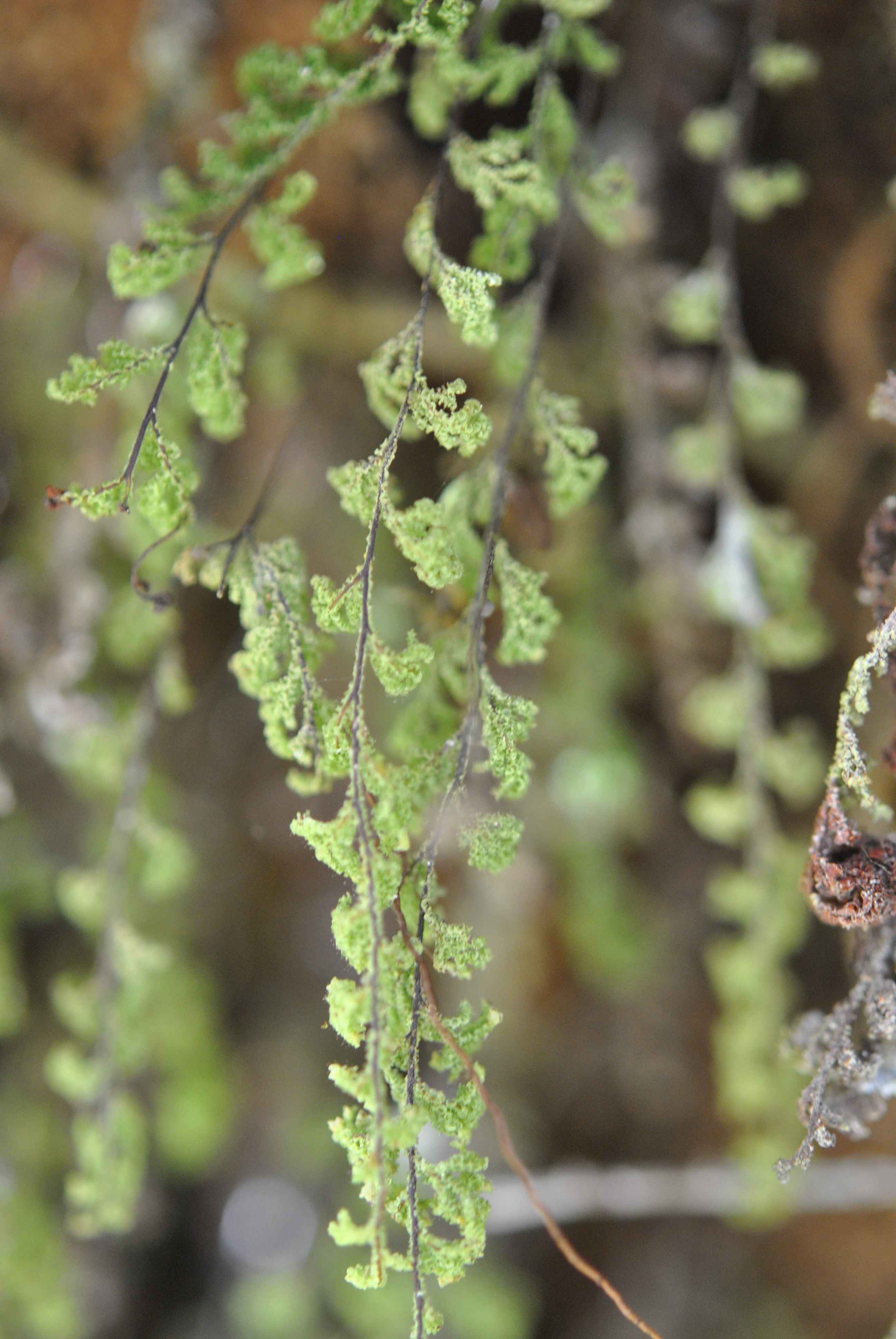 Hymenophyllum fendlerianum