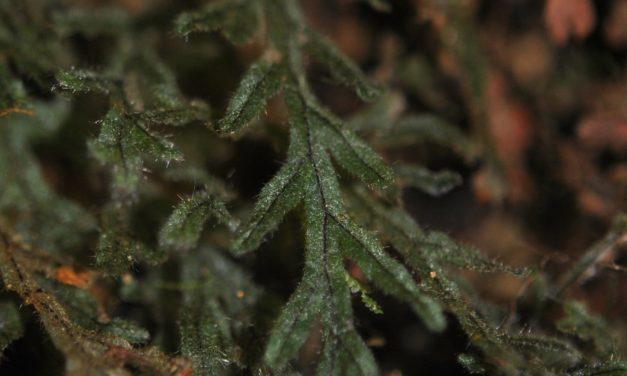 Hymenophyllum fragile