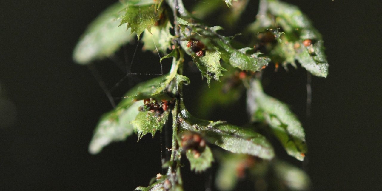 Hymenophyllum jamesonii