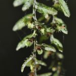 Hymenophyllum jamesonii