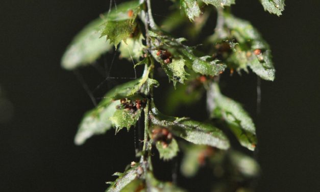 Hymenophyllum jamesonii