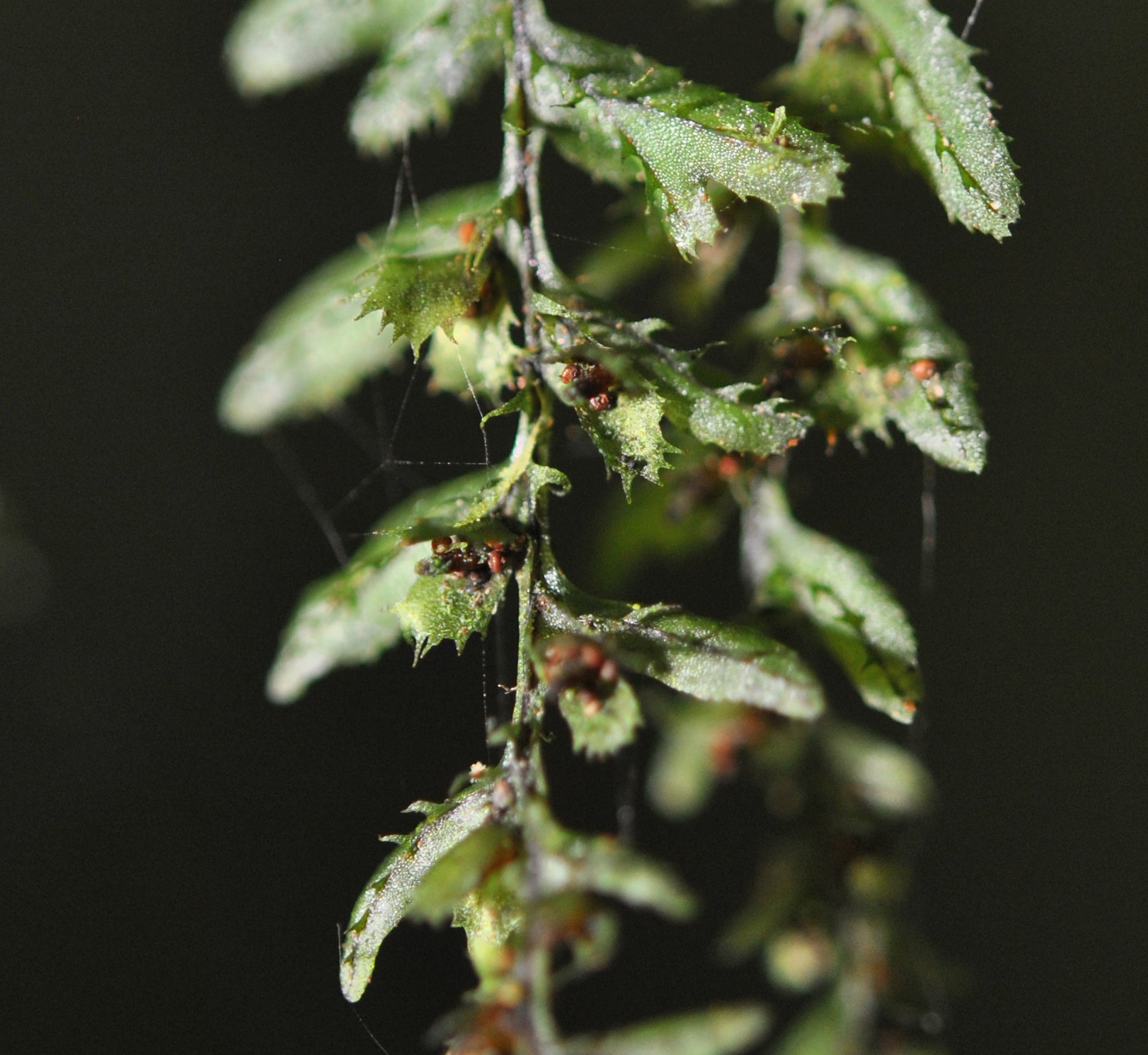 Hymenophyllum jamesonii