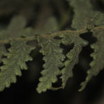 Hymenophyllum dependens