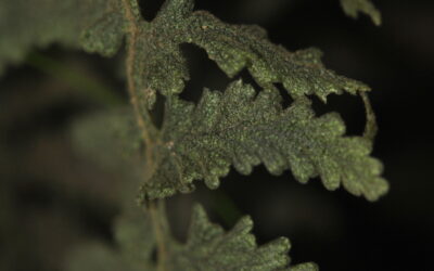 Hymenophyllum dependens