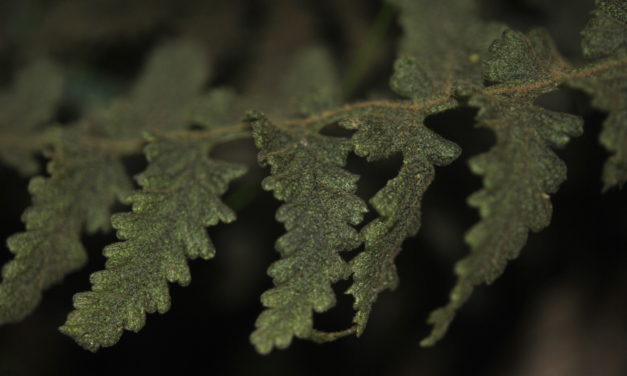 Hymenophyllum dependens