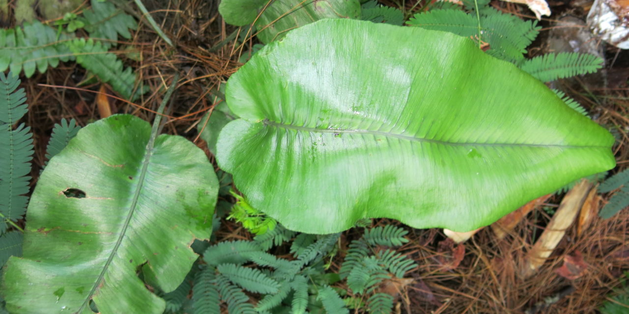 Diplazium cordifolium