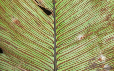 Diplazium cordifolium