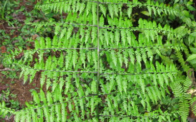 Diplazium costulisorum