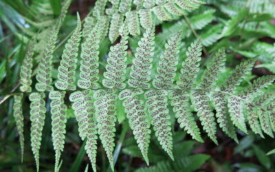 Diplazium procumbens