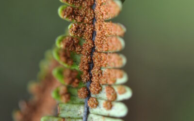 Melpomene xiphopteroides