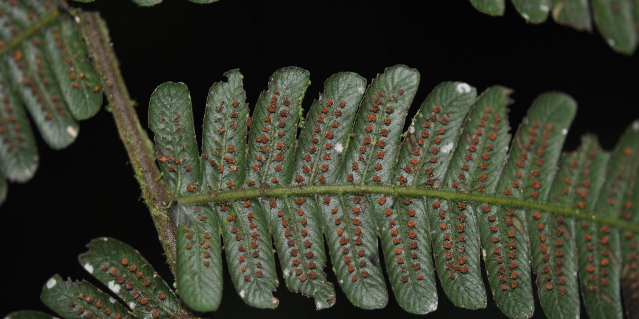 Steiropteris leprieurii