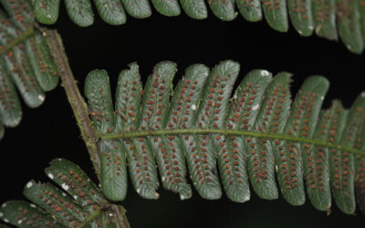 Steiropteris leprieurii