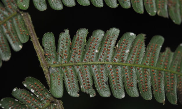 Steiropteris leprieurii