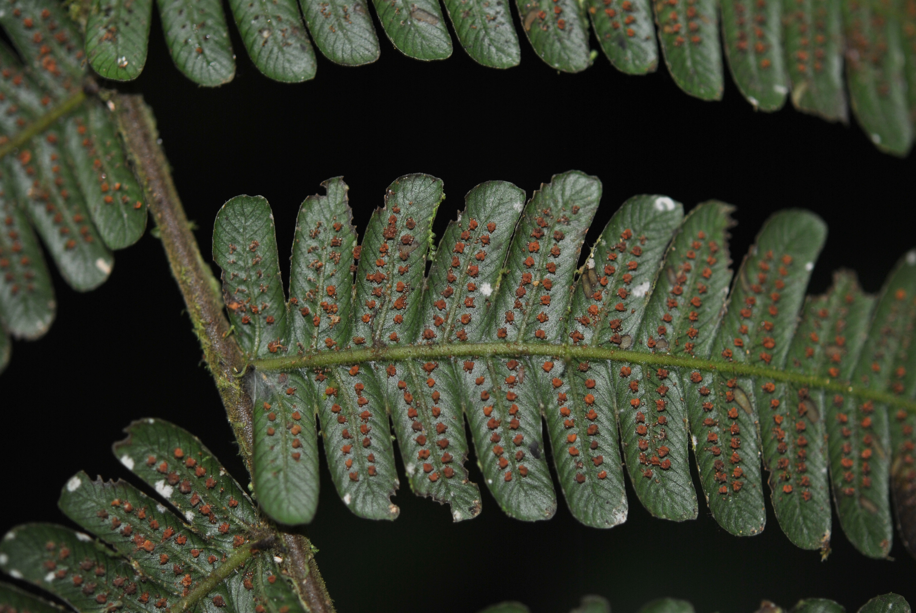 Steiropteris leprieurii