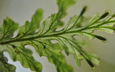 Didymoglossum reptans
