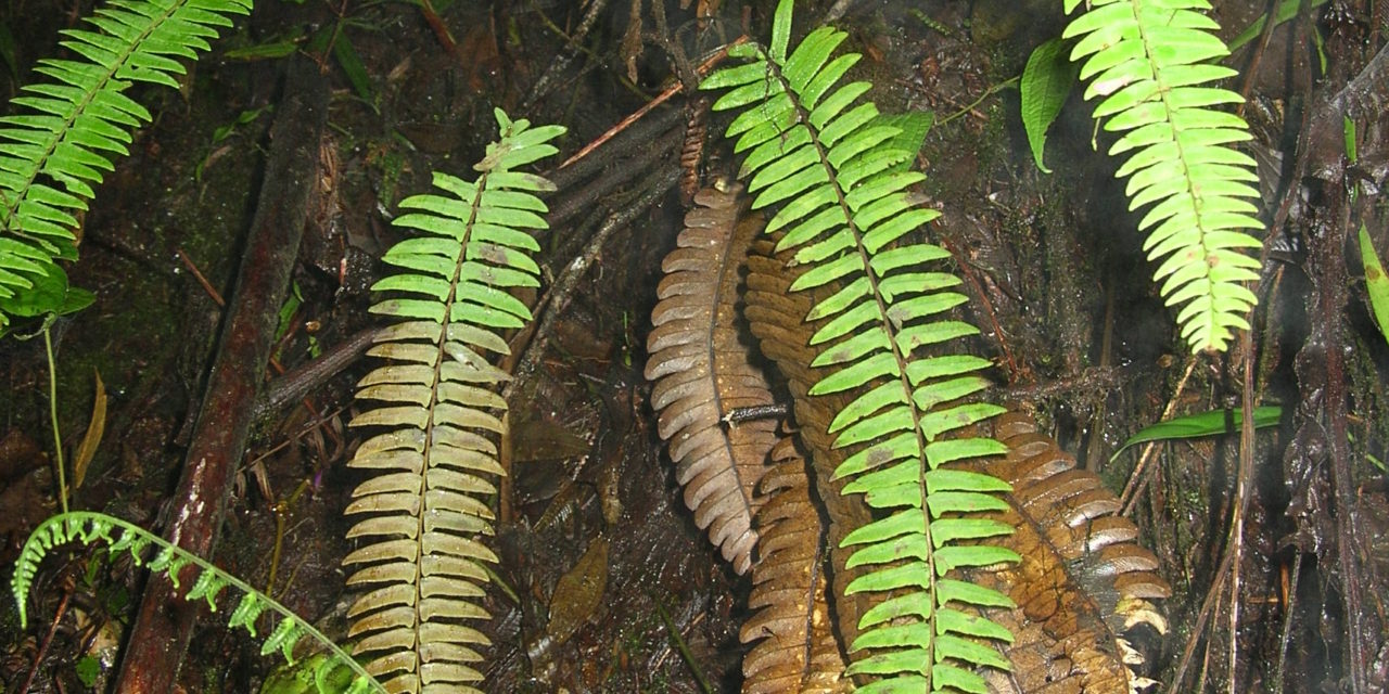 Amauropelta cornuta