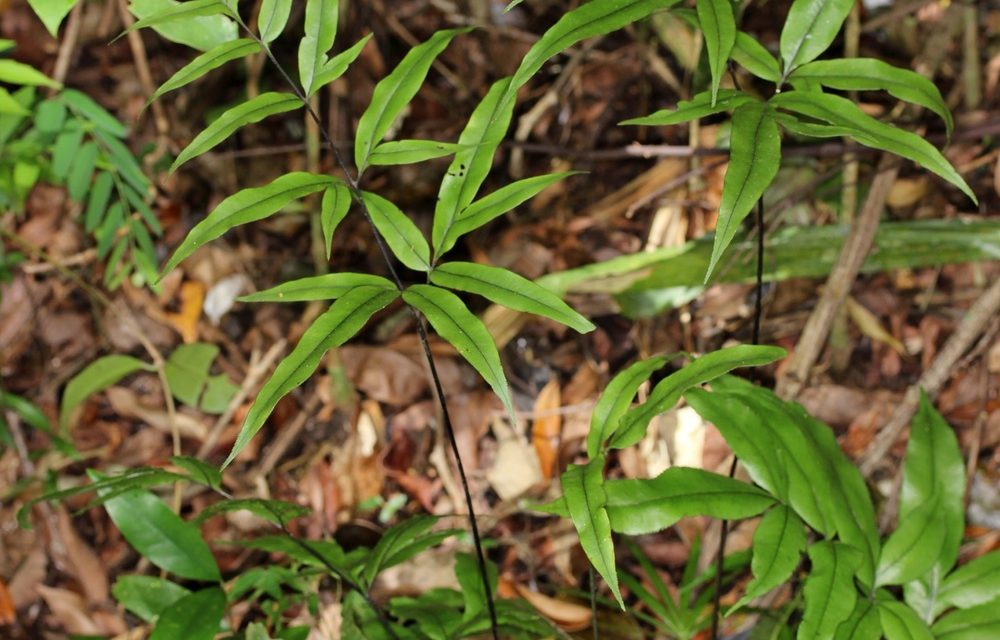 Pteris denticulata