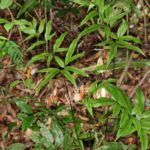 Pteris denticulata