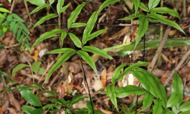 Pteris denticulata