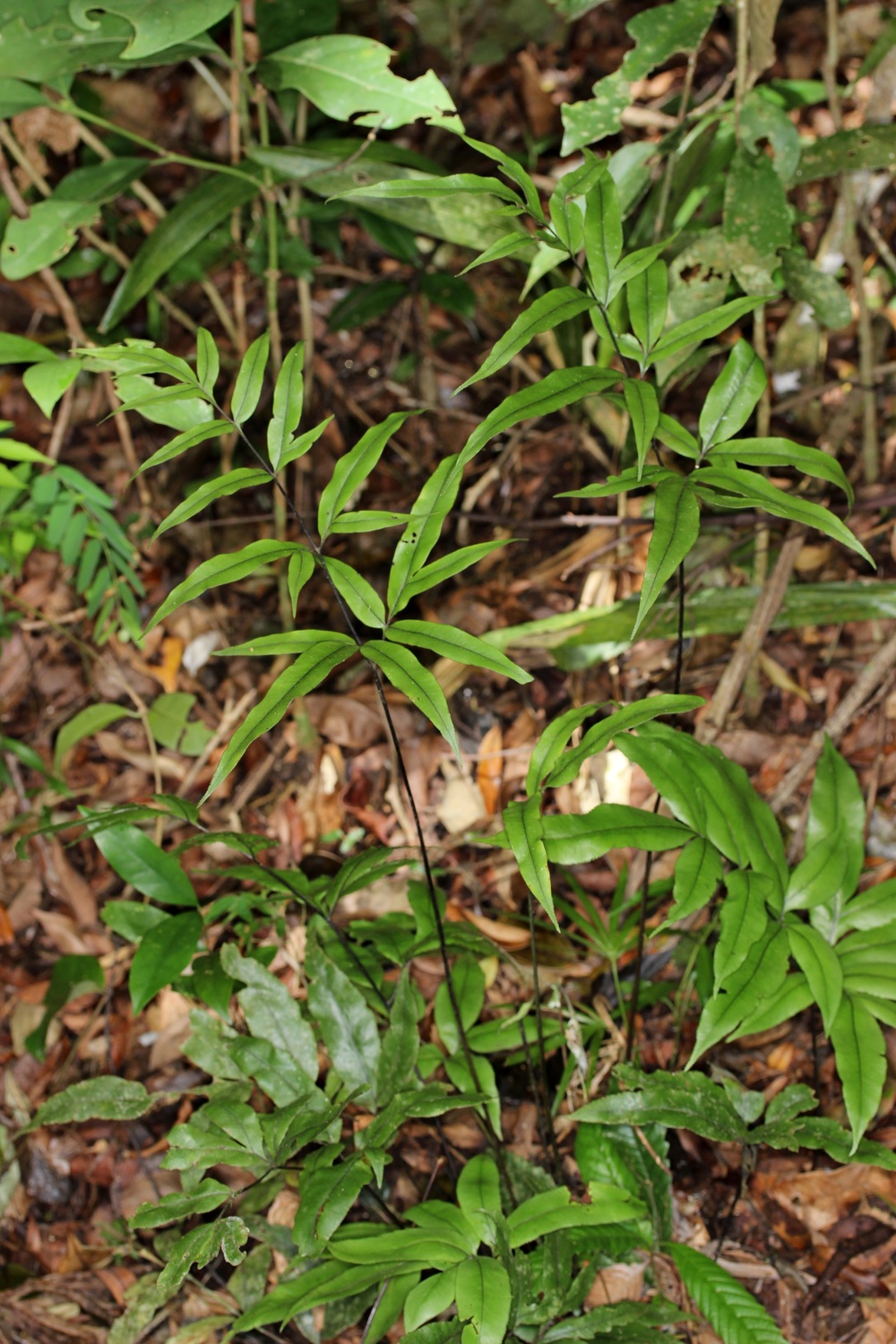 Pteris denticulata