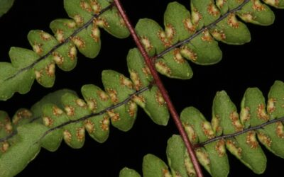 Adiantopsis chlorophylla