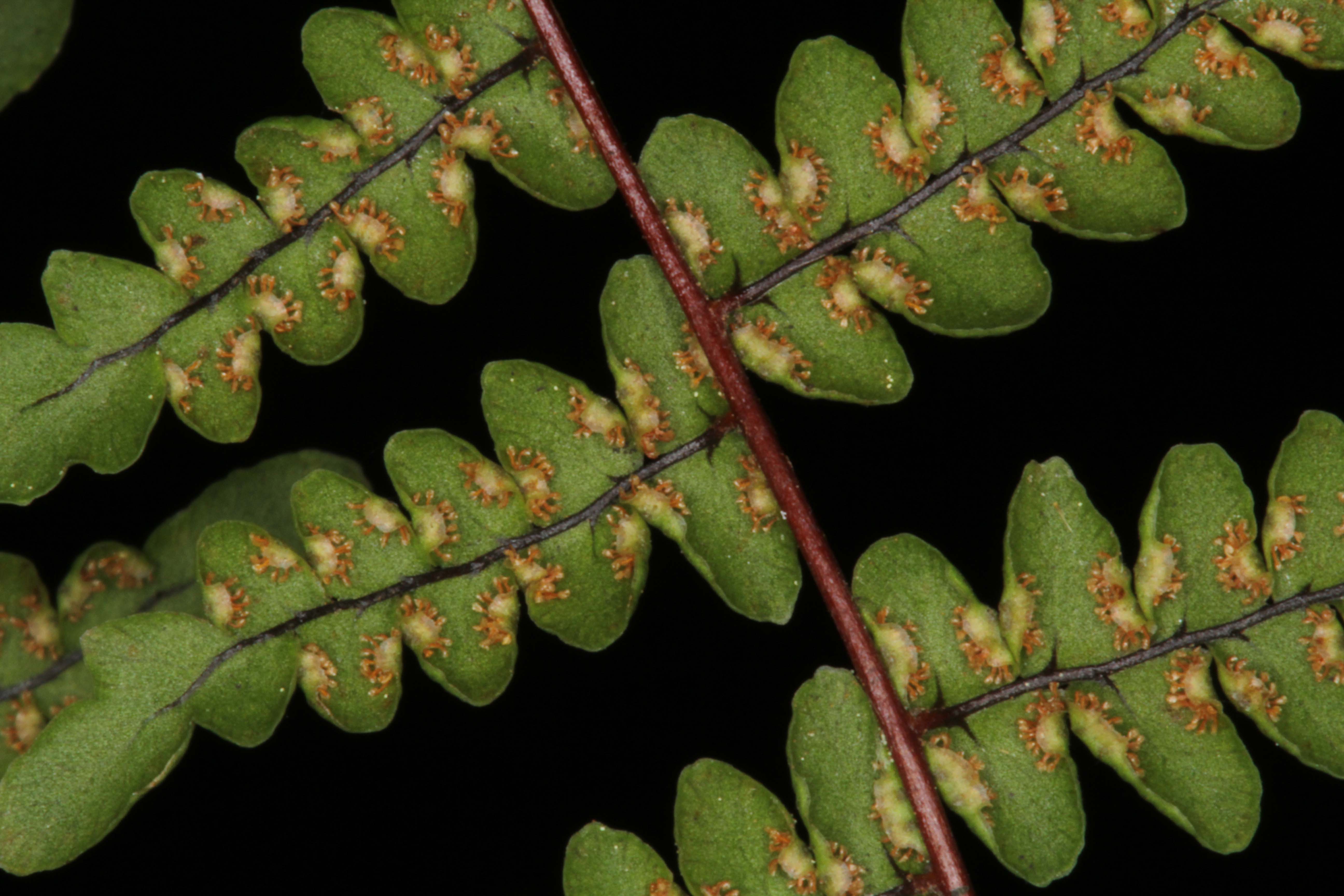 Adiantopsis chlorophylla