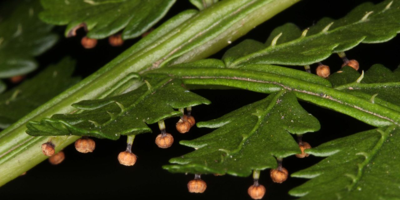 Eupodium kaulfussii