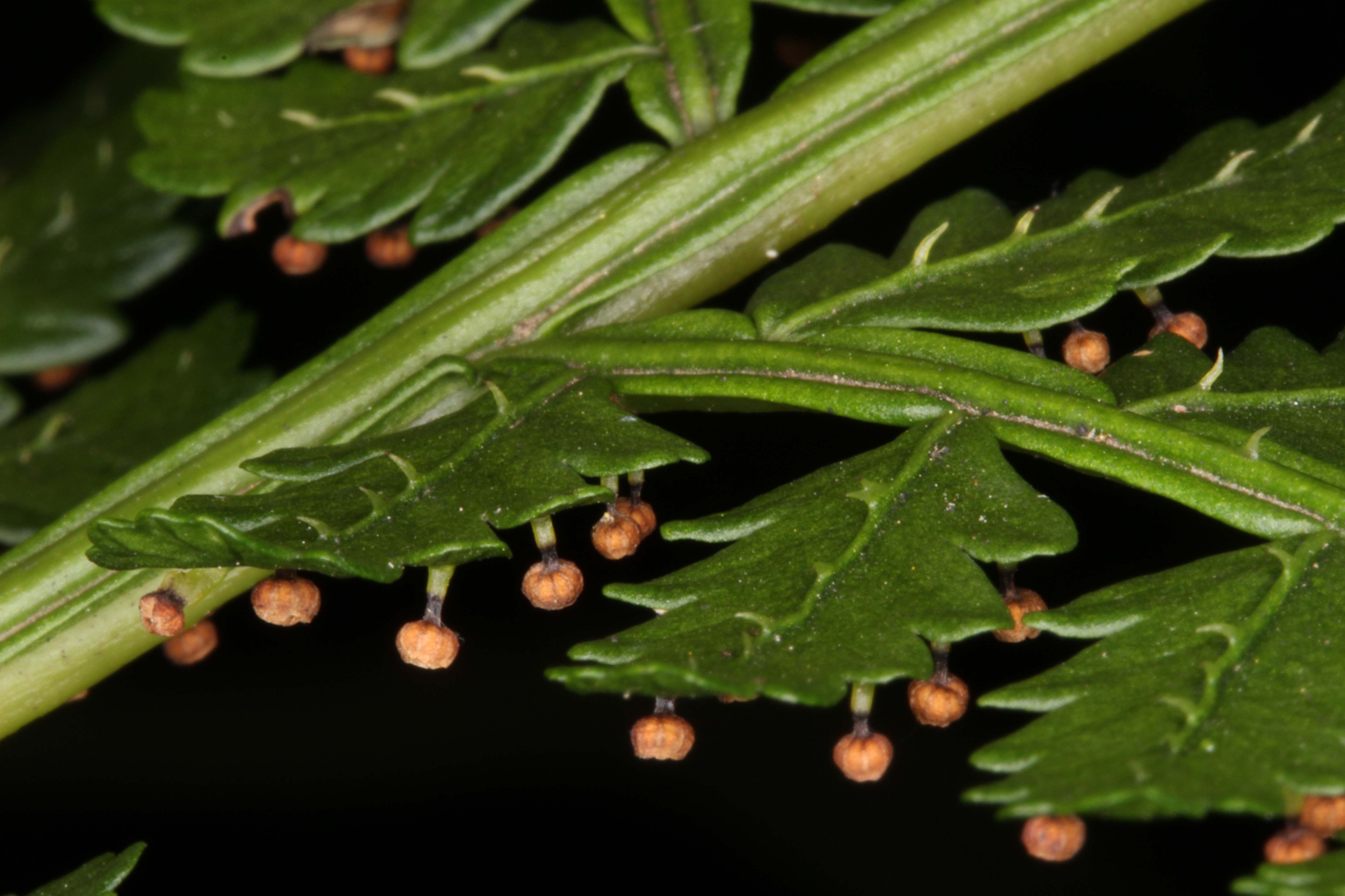 Eupodium kaulfussii